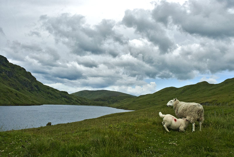 Ben Lawers - Lochan Na Lairige