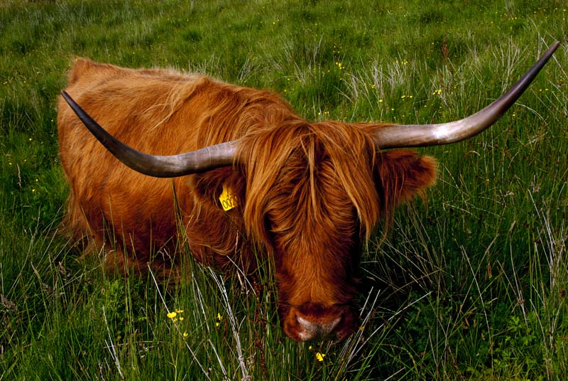 127144383.iRjdSYUF.2007_pb_Skye_vache_03.jpg