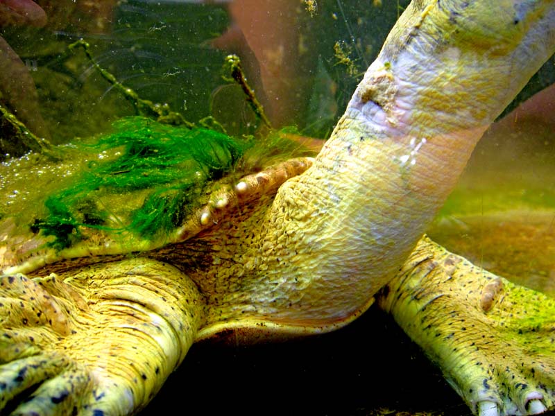 Nessie au village des tortues