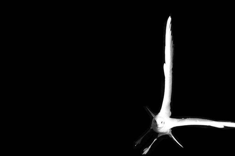 Joe la mouette