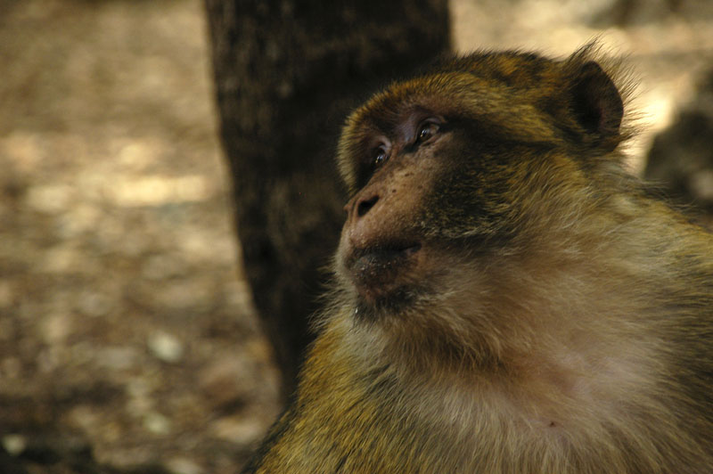 Singe du Moyen Atlas