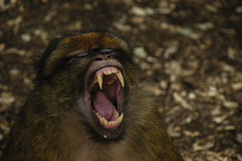 Les singes de lAtlas