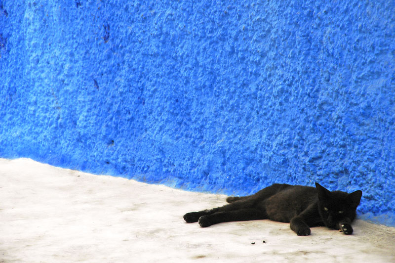 Un chat paisaible