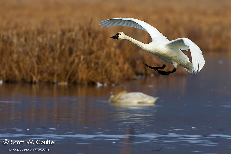 Tundra Swans