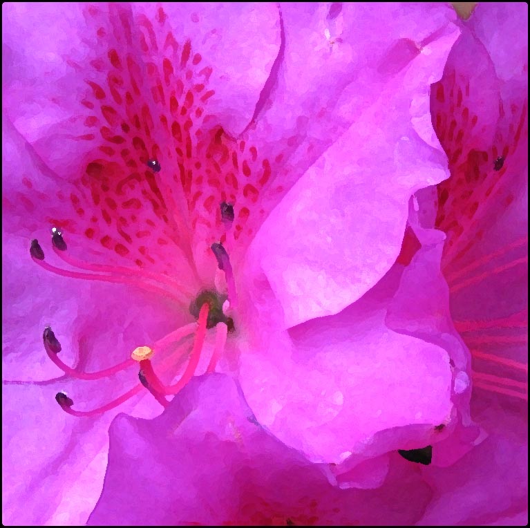 azalea