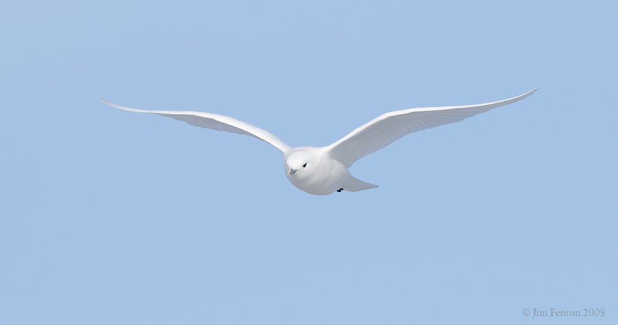_NW97837 Ivory Gull In Flight