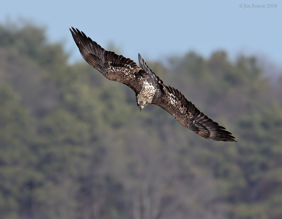 _NW99021 Bald Eagle Juvenile.jpg