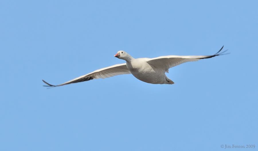 _NW91684 Rosss Goose in Flight.jpg