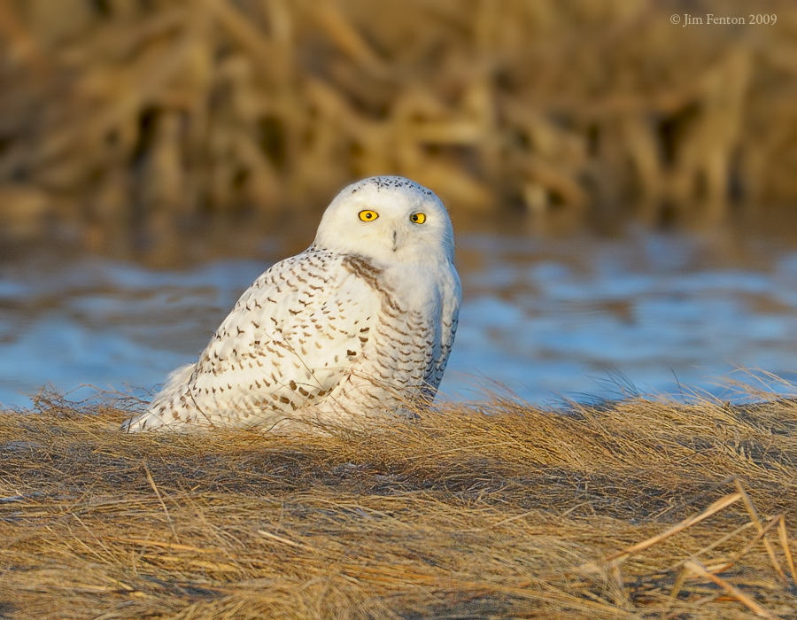 _NW91606 Snowy Owl In Marsh