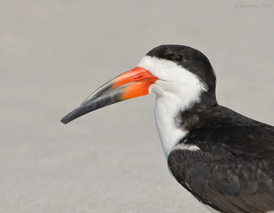 _NW98829 Black Skimmer Male Portrait.jpg