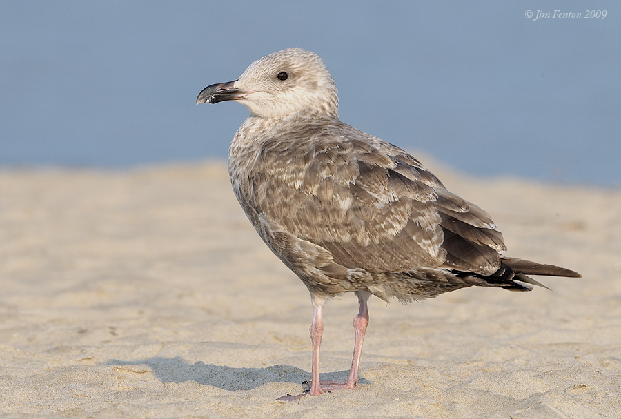 _NW90951 Possible Lesser Black Back Gull Juvenile.jpg