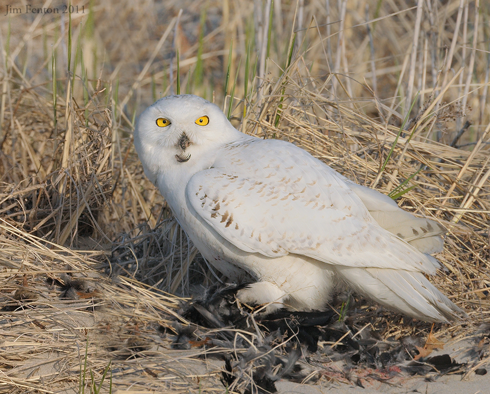 _NW93193 Snowy Owl With Breafast.jpg