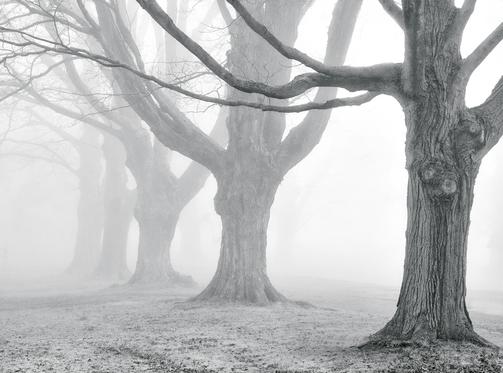 _NW00664 Ancient Maples in Fog.jpg
