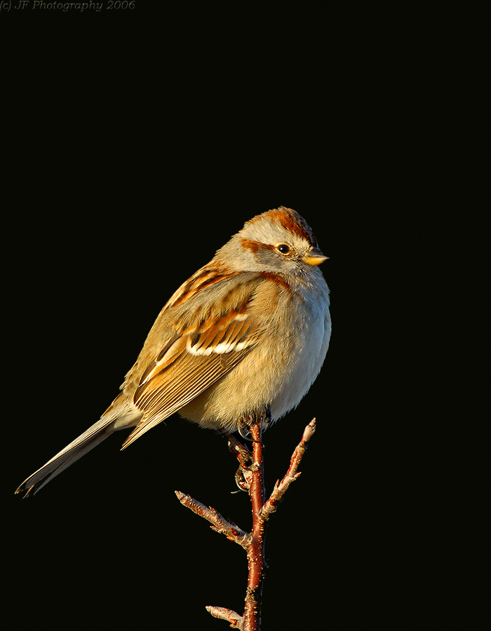 _JFF4759 American Tree Sparrow.jpg