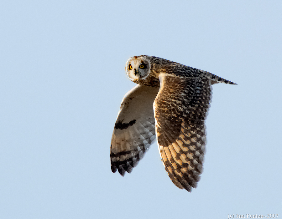 Short Eared Owl in Flight