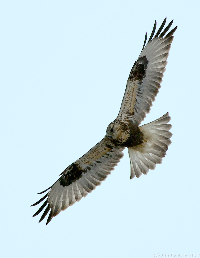 _JFF6415 Rough Leged Hawk.jpg