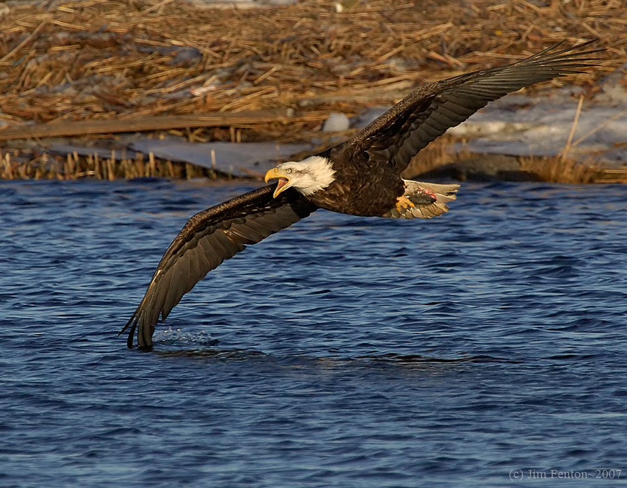_JFF6876 Eagle Skimming Water~ Newburyport
