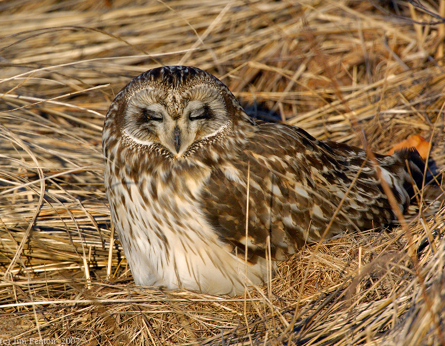 _JAF9610 Short Eared Owl Sleeping on Ground.jpg
