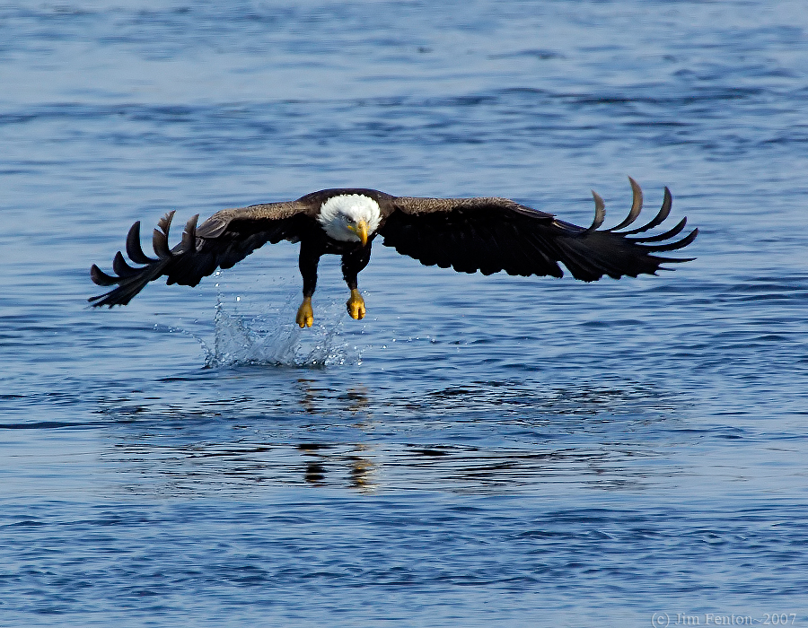 _JAF0084 Bald Eagle At Water.jpg