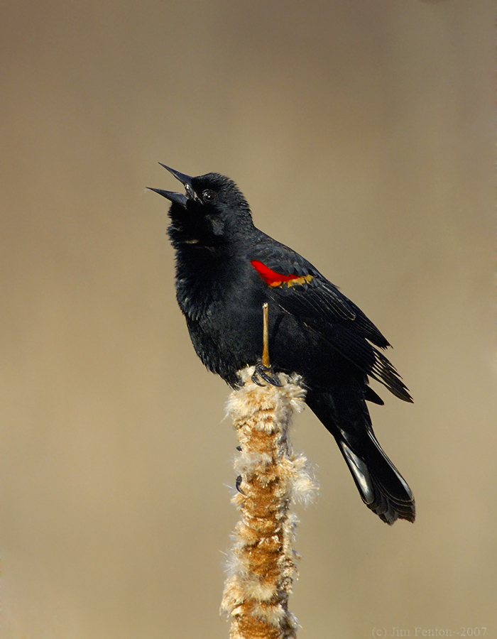 _JFF9546 Red Wing Black Bird  on Cat Tail.jpg