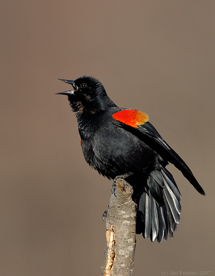 _JFF9584 Red Wing Black Bird  on Branch