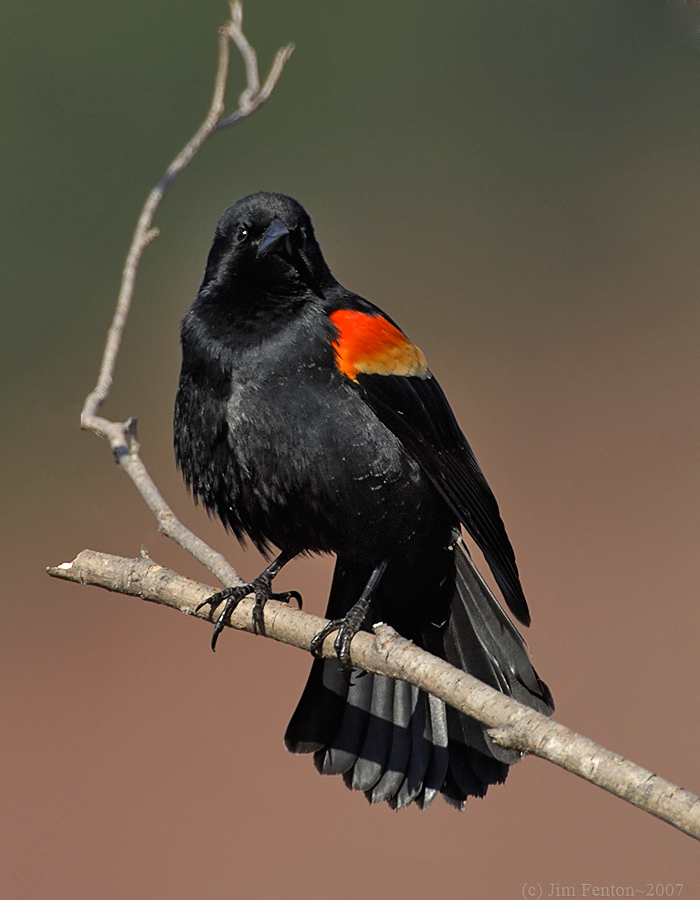 _JFF9631 Red Wing Black Bird