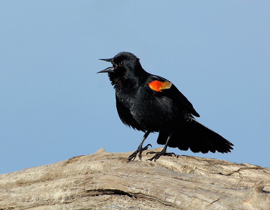 _JFF9647 Red Wing Black Bird  on Log