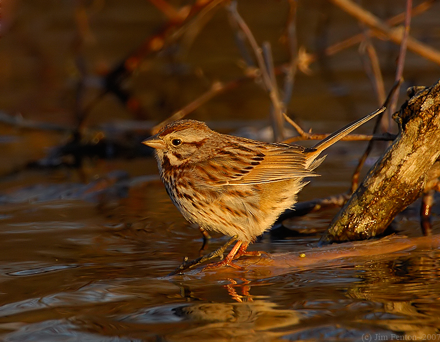 _JFF0095 Sparrow at Sunset.jpg