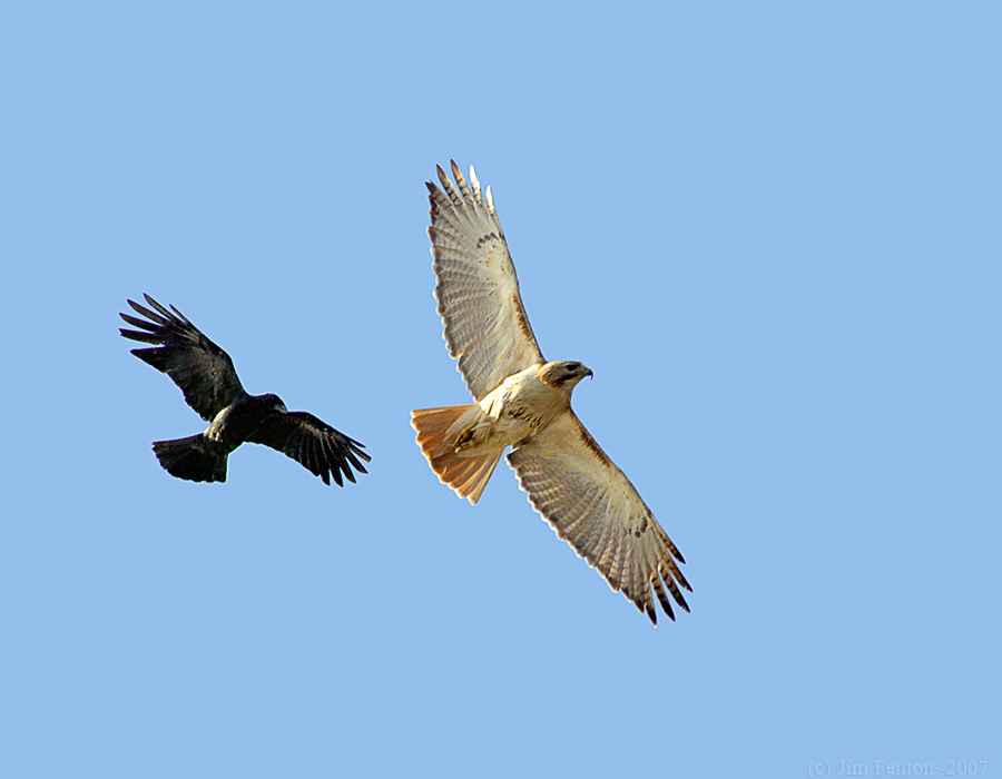 _JF01711 Red Tail and Crow.jpg
