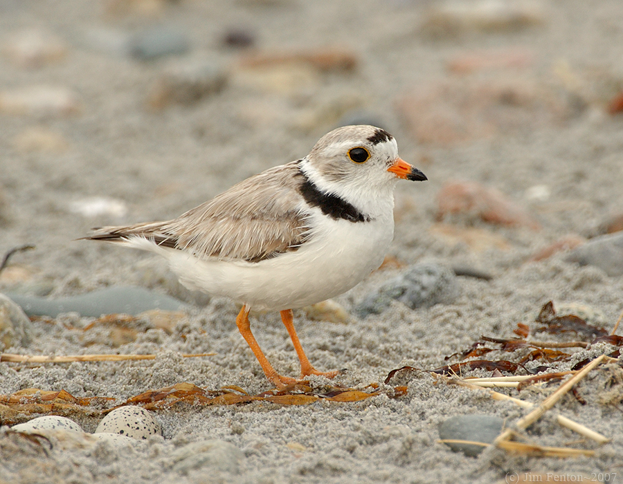 NAW3941 Piping Plover With Eggs