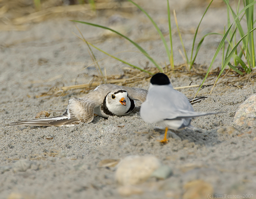 NAW4324 Piping Plover Confrontation 1.jpg