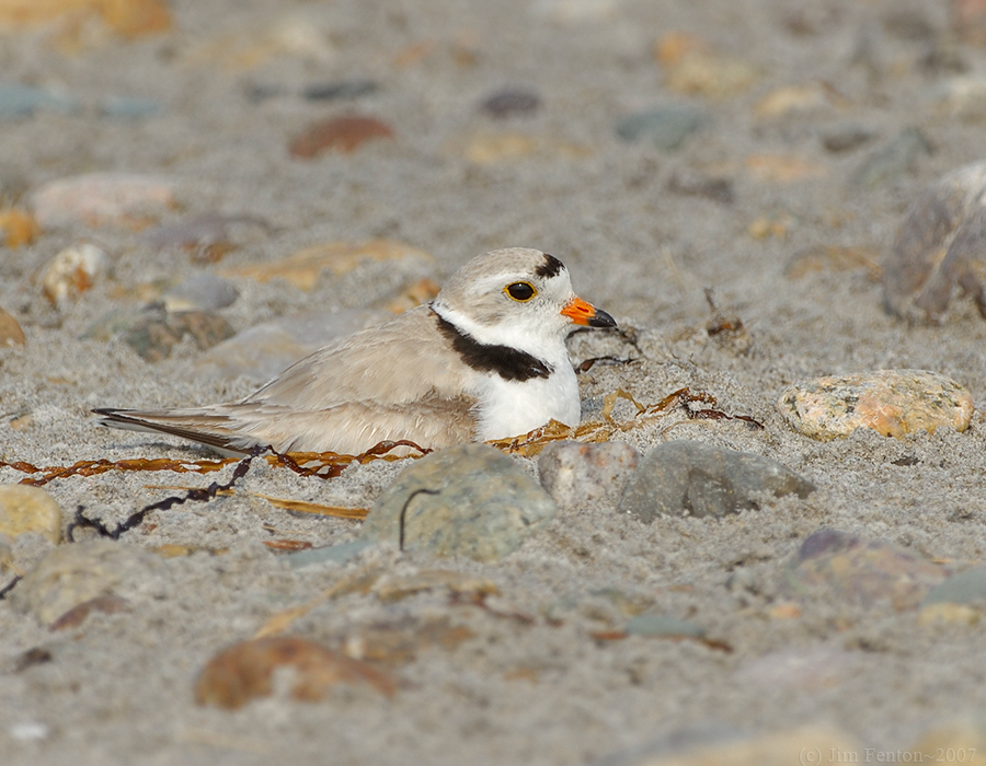 NAW4365 Piping Plover Back on Nest.