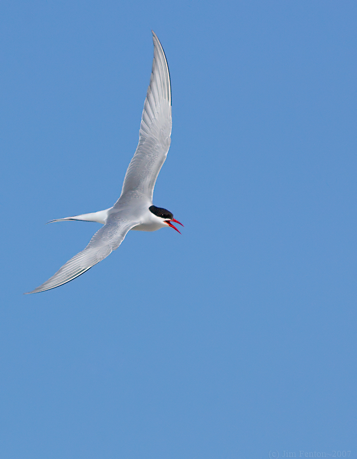_JFF8173 Arctic Tern Fly R.jpg