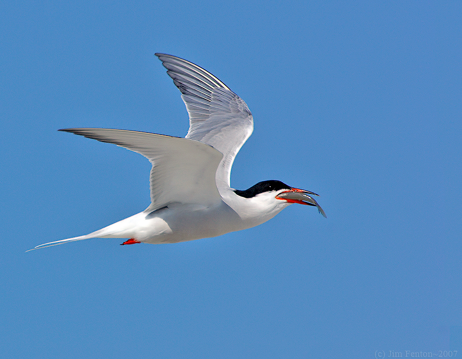 JFF4182 Common Tern in Flight With Prey.jpg