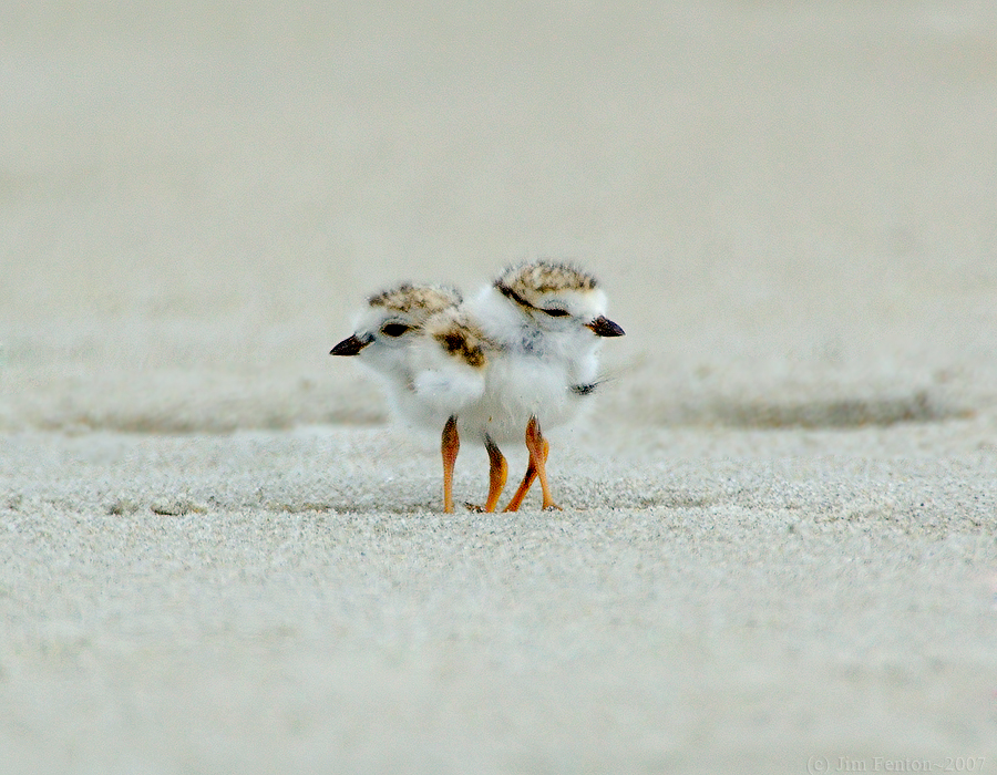 JFF6865 Piping Plover Chicks