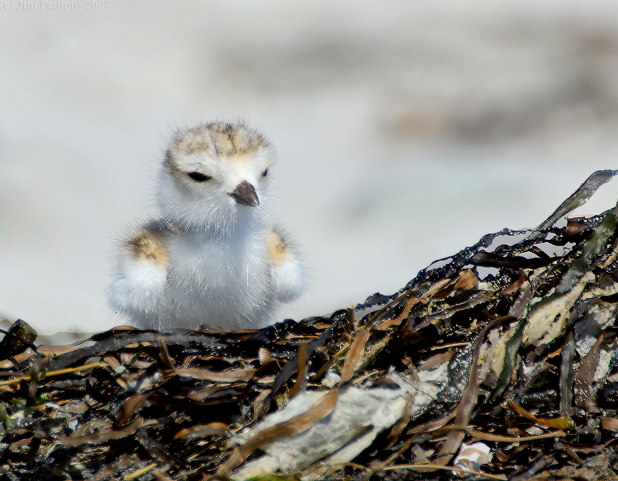 JFF8043. Piping Plover Chick