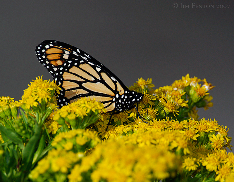 _JFF1978 Monarch and Goldenrod.jpg