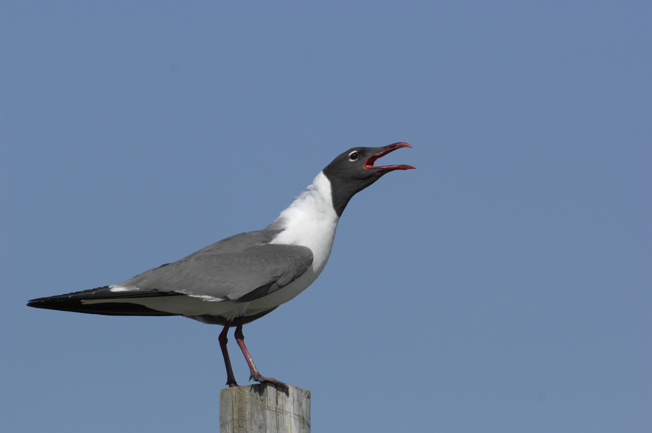 _JFF3938 Laughing Gull Aggression