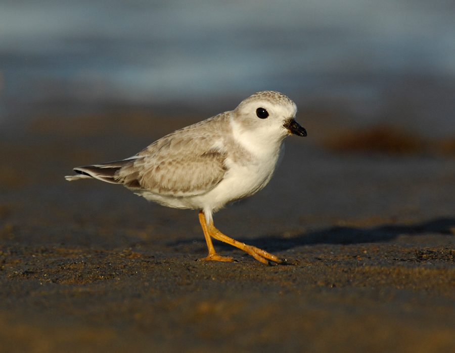 JFF1758 Piping Plover Non Breeding Plumage