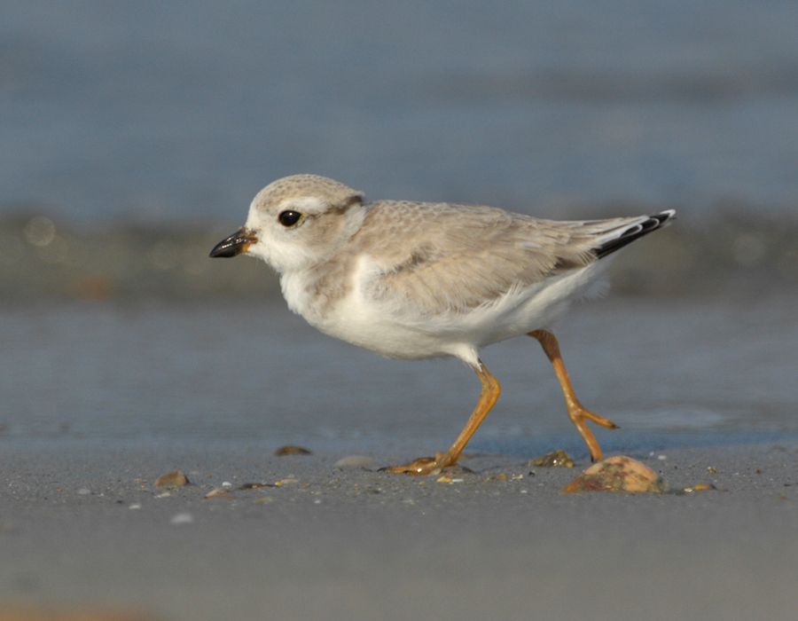 JFF3288 Piping Plover Hatch Year
