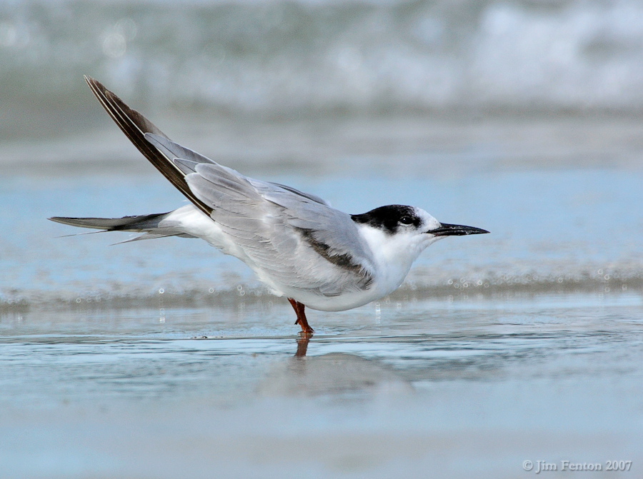 _JFF7143 Common Tern Winter Plumage