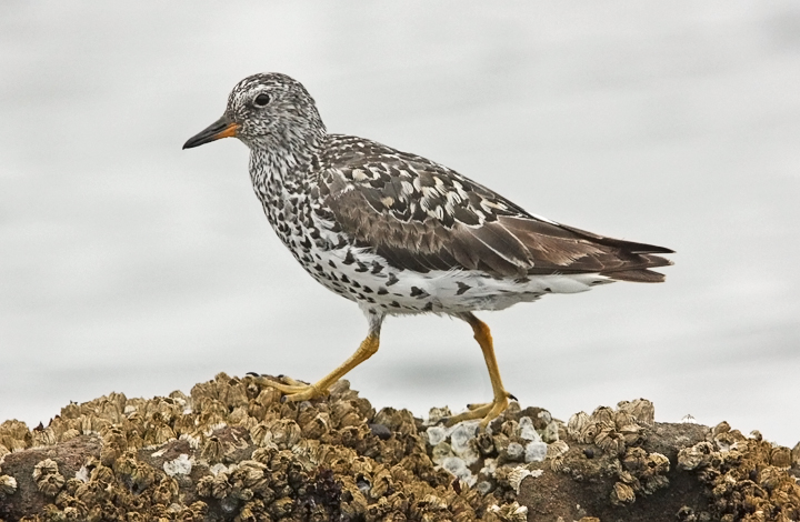 Surfbird, prebasic adult