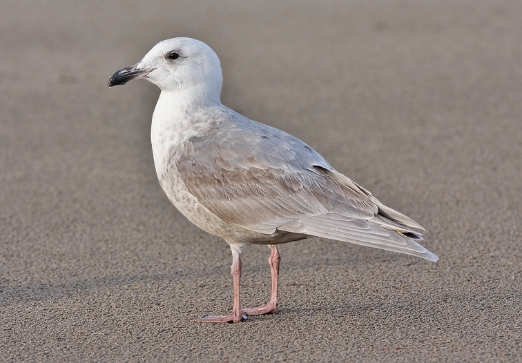 Glaucous-winged Gull, 2nd cycle