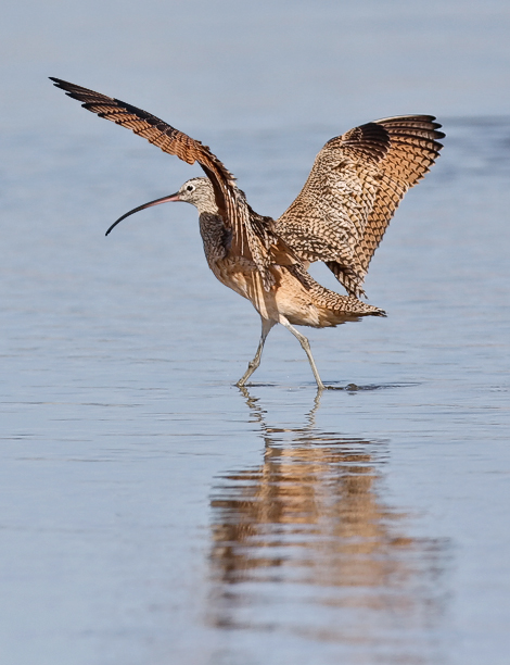 Long-billed Curlew