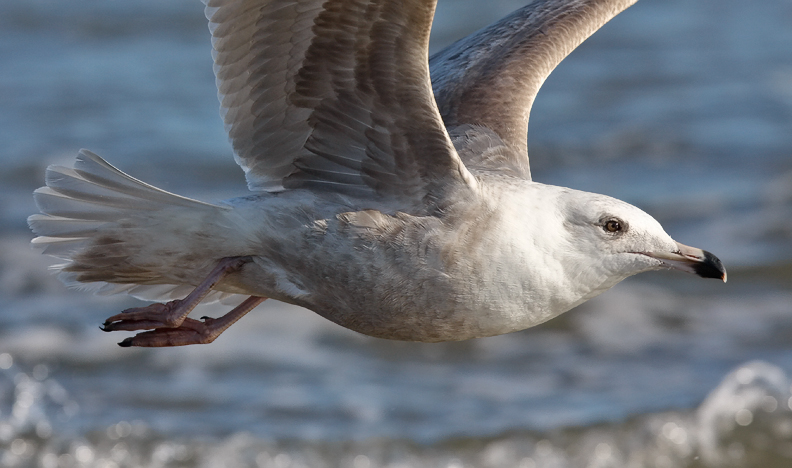 Glaucous x Herring Gull hybrid (Nelsons), 2nd cycle (2 of 2)