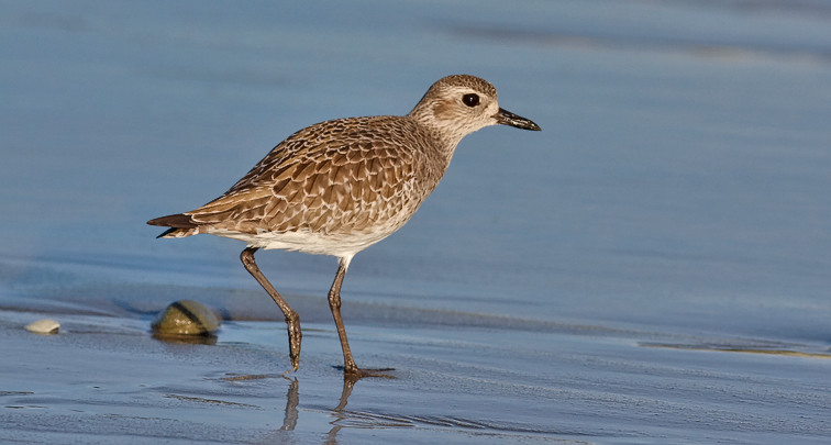 Black-bellied Plover, immature