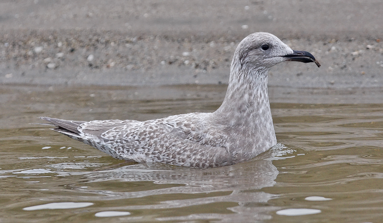 Glaucous-winged Gull, 1st cycle