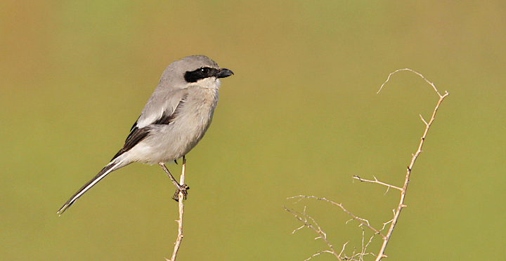 Loggerhead Shrike (#1 of 2)