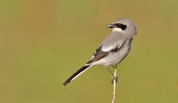 Loggerhead Shrike (#2 of 2)