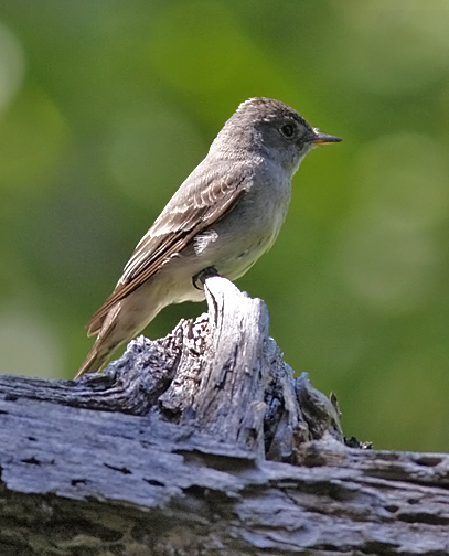 Western Wood-Pewee